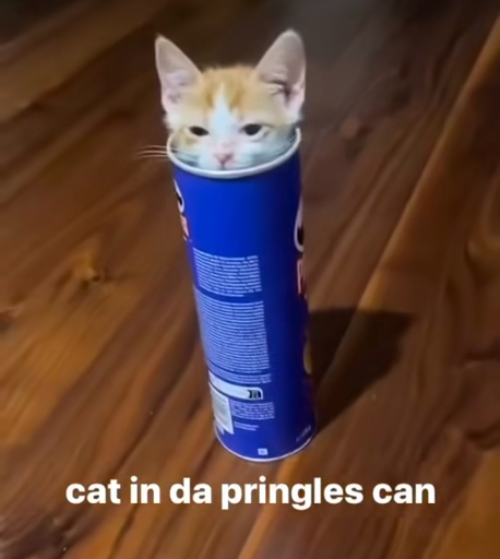 kitten in Pringle can with the caption "cat in da Pringles can" 